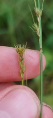 Carex vulpinoidea