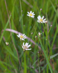 Aster rugulosus