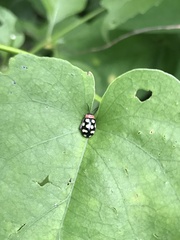 Alagoasa bipunctata perennis