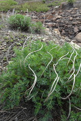 Phlojodicarpus villosus