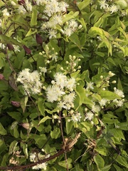 Clematis brachiata