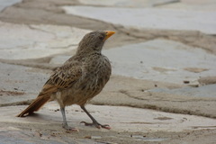 Histurgops ruficauda