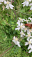Rhagonycha fulva