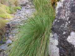 Schoenus pauciflorus