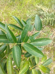Connaraceae