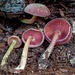 Callistosporium purpureomarginatum - Photo 由 Adam Bryant 所上傳的 (c) Adam Bryant，保留部份權利CC BY-NC