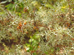 Ulex argenteus argenteus