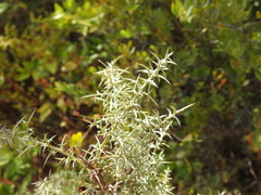 Ulex argenteus argenteus