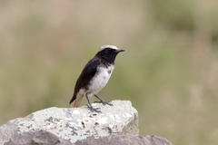 Oenanthe lugubris schalowi