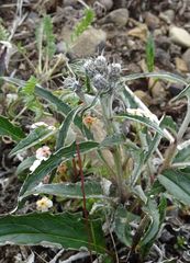 Saussurea denticulata