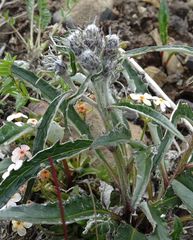 Saussurea denticulata