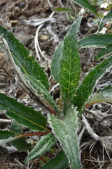 Saussurea denticulata