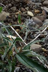 Saussurea denticulata