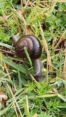 Sauroconcha corneovirens