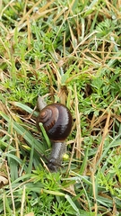 Sauroconcha corneovirens