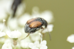 Bruchidius biguttatus