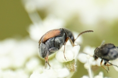 Bruchidius biguttatus