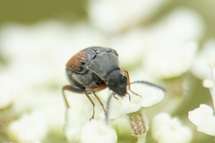 Bruchidius biguttatus