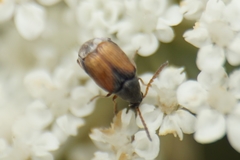 Bruchidius biguttatus