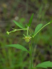 Geum virginianum