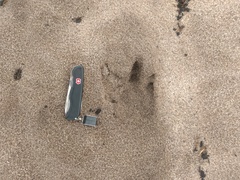 Hydrochoerus hydrochaeris