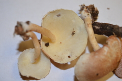 Ripartitella brasiliensis