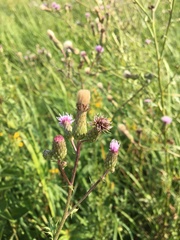 Cirsium arvense