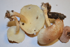 Ripartitella brasiliensis