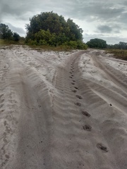 Hydrochoerus hydrochaeris