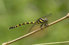 Macrogomphus matsukii