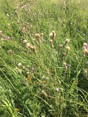 Cirsium arvense