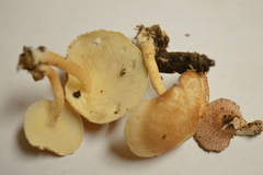 Ripartitella brasiliensis