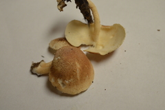 Ripartitella brasiliensis