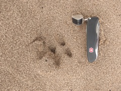 Hydrochoerus hydrochaeris