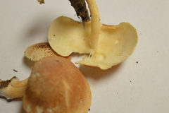Ripartitella brasiliensis