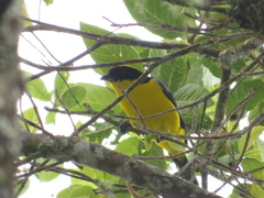 Anisognathus somptuosus