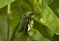 Sternocera aequisignata