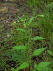 Geum virginianum