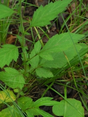Geum virginianum