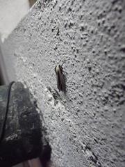 Creatonotos gangis-interrupta agg