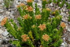 Rhodiola