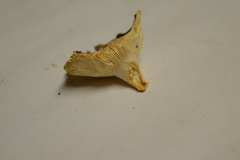 Russula subgraminicolor