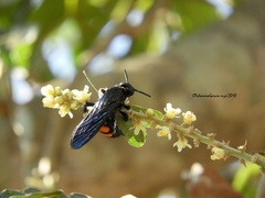 Pygodasis ephippium ephippium