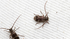 Exocentrus adspersus