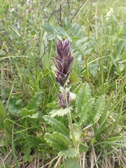 Dracocephalum grandiflorum