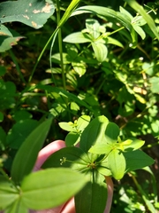 Galium oreganum