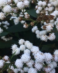 Ageratina riparia image