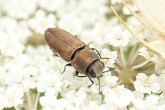 Anthaxia umbellatarum