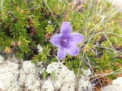 Campanula dasyantha
