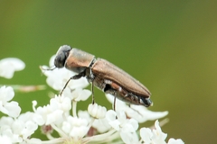Anthaxia umbellatarum